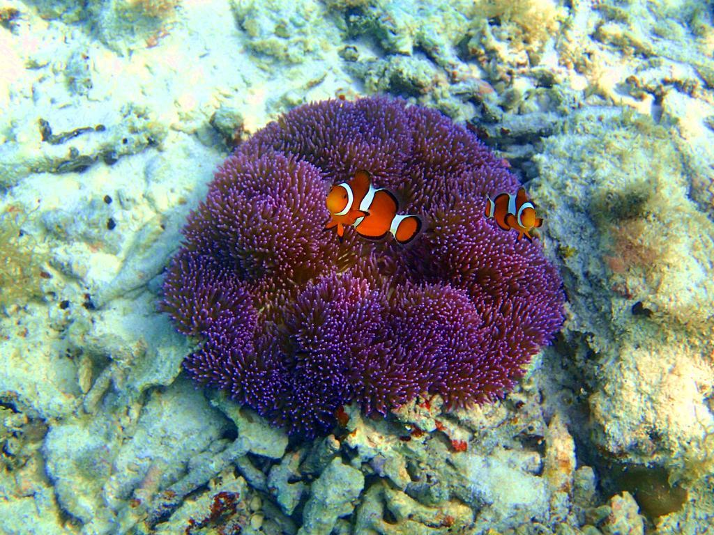 מלון Okinawa Furaiso מראה חיצוני תמונה